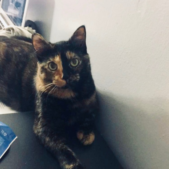 Meet your Posher, Megan - Picture 1 of 1